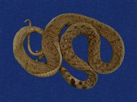 藏品(斯文豪氏游蛇)的圖片